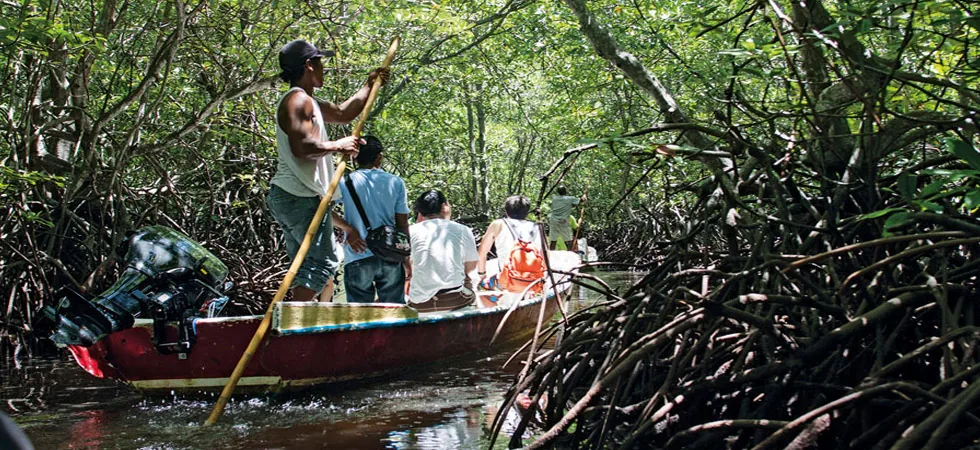 Mangrove.
