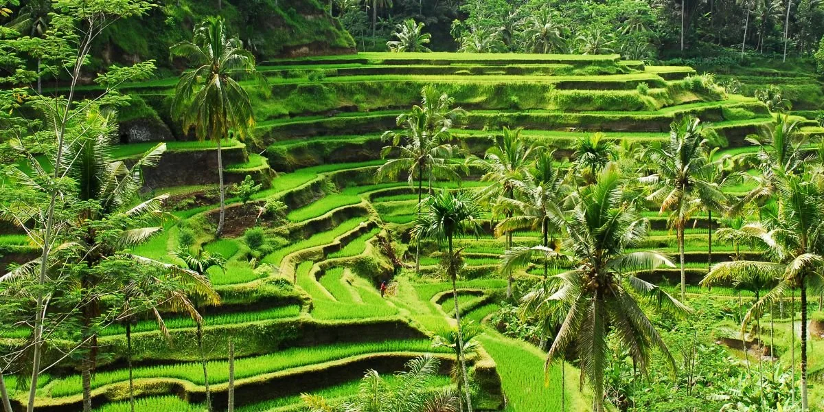 Tegallalang.